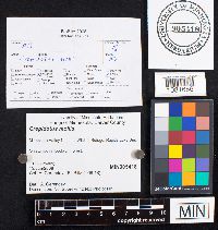 Crepidotus mollis image