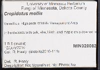 Crepidotus mollis image