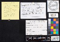 Crepidotus mollis image