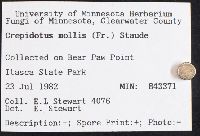 Crepidotus mollis image