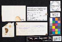 Crepidotus mollis image