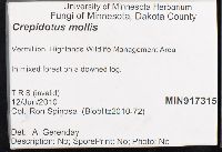 Crepidotus mollis image