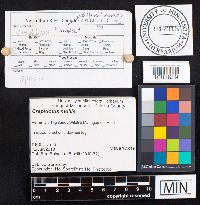 Crepidotus mollis image