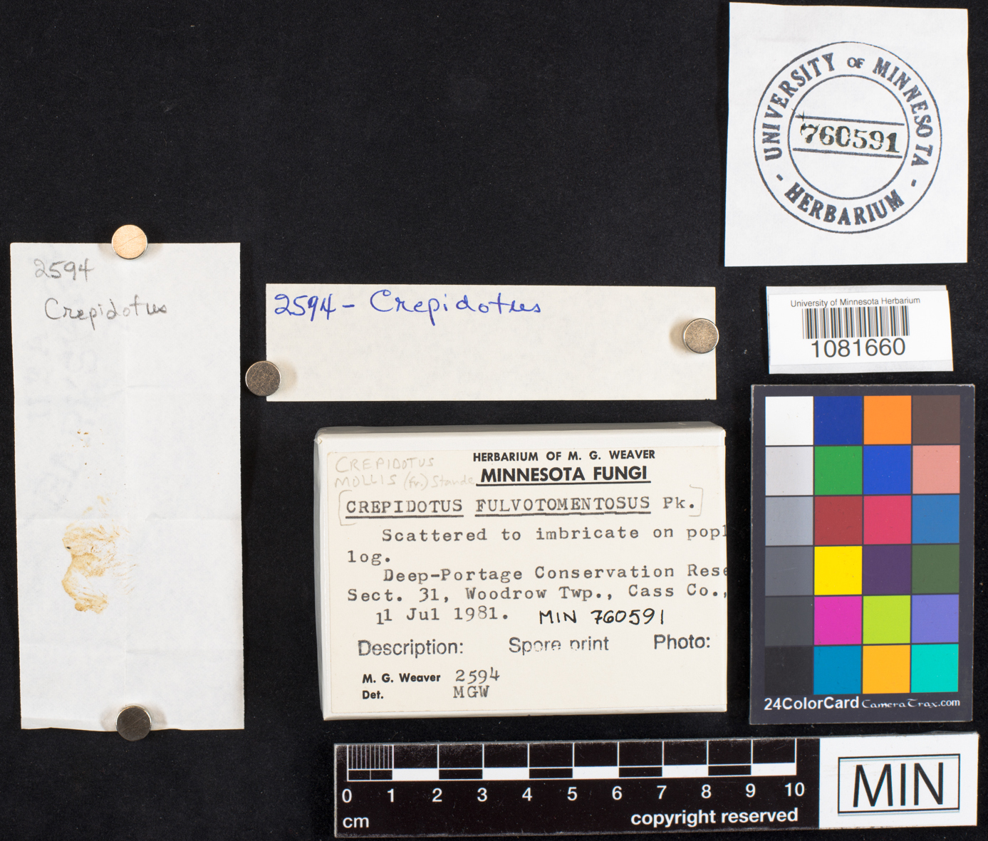 Crepidotus mollis image