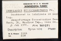 Crepidotus mollis image