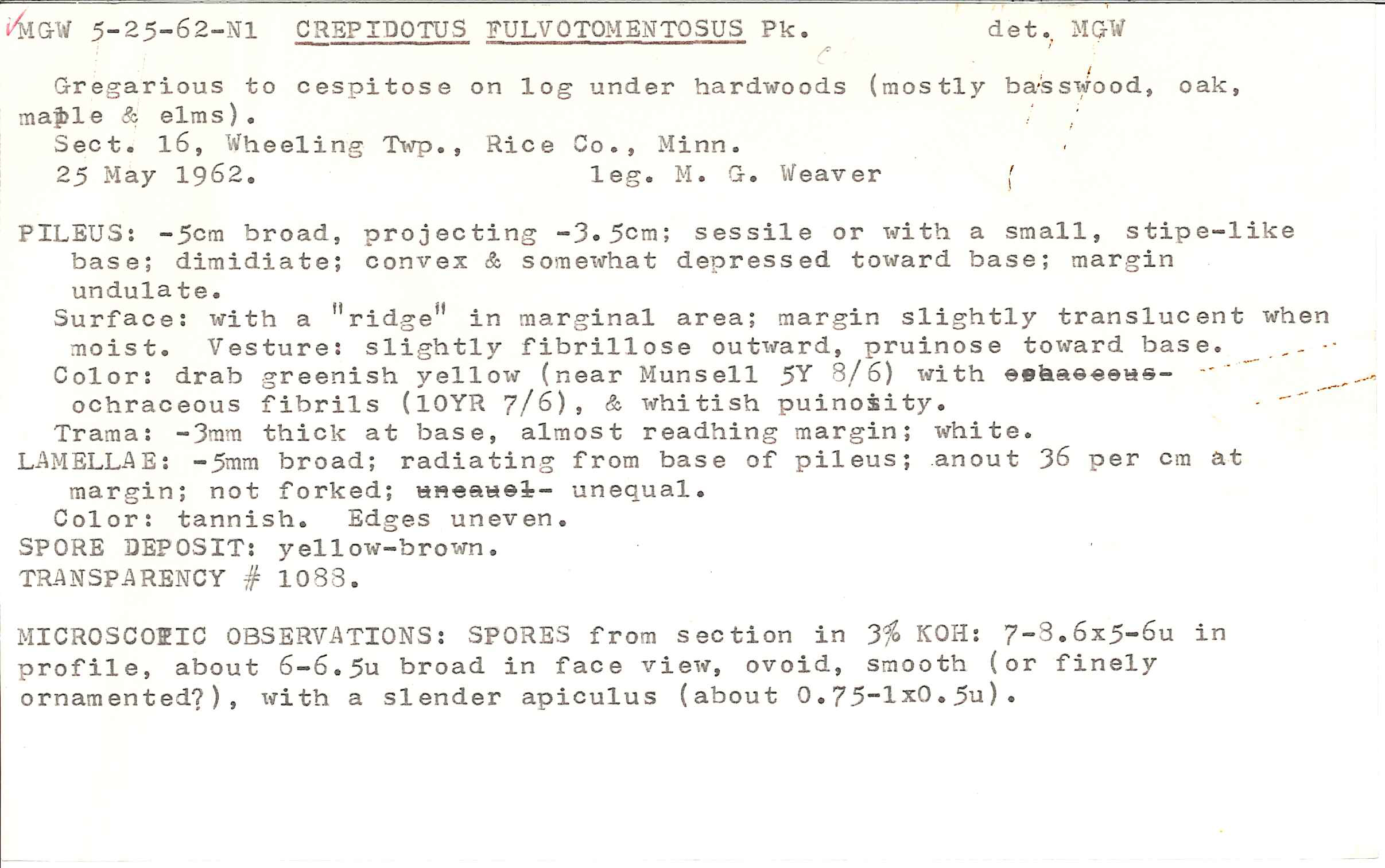 Crepidotus fulvotomentosus image