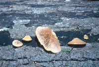 Crepidotus fulvotomentosus image