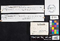 Crepidotus fulvotomentosus image