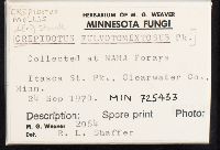 Crepidotus mollis image