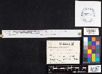 Crepidotus mollis image