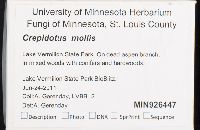 Crepidotus mollis image