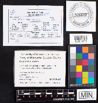 Crepidotus mollis image