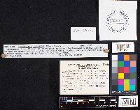 Crepidotus epibryus image