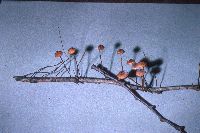 Crinipellis campanella image
