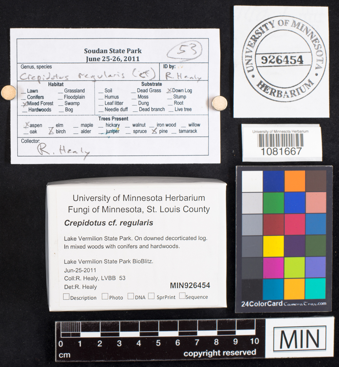 Crepidotus regularis image