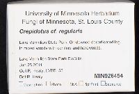 Crepidotus regularis image