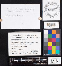 Crepidotus regularis image