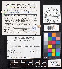 Crepidotus versutus image