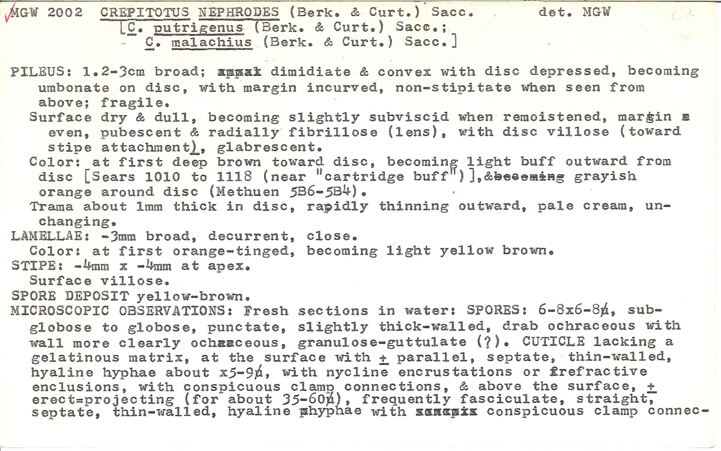 Crepidotus nephrodes image