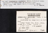 Crepidotus nephrodes image