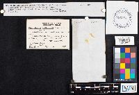 Crepidotus nephrodes image