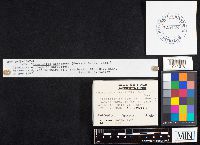 Crepidotus nephrodes image