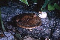 Crepidotus nephrodes image