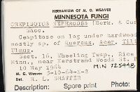 Crepidotus nephrodes image