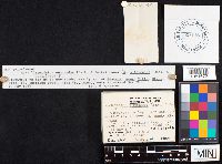 Crepidotus nephrodes image