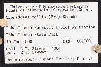 Crepidotus mollis image