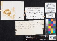 Crepidotus mollis image