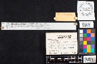 Crepidotus mollis image