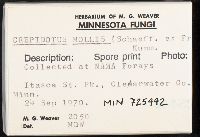 Crepidotus mollis image