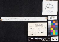 Crepidotus mollis image