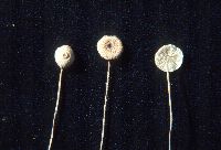 thumbnail image of current specimen
