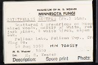 thumbnail image of current specimen