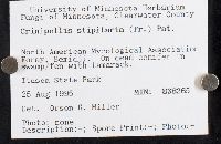 Crinipellis scabella image