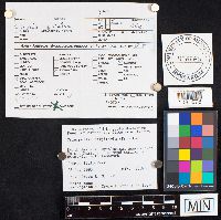 Crinipellis scabella image