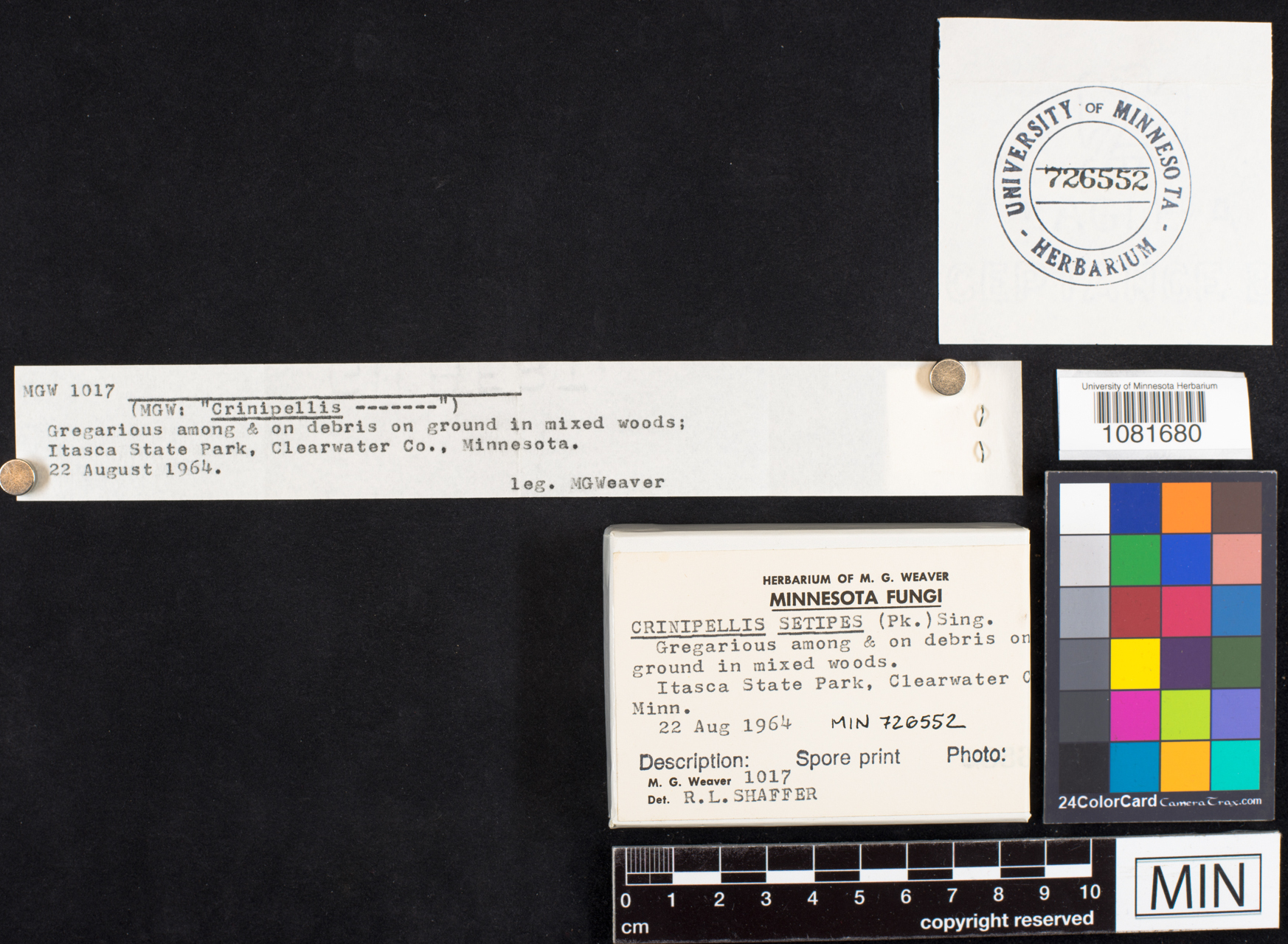 Crinipellis setipes image