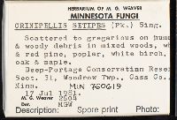 Crinipellis setipes image