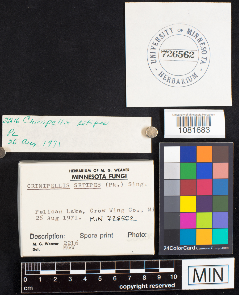 Crinipellis image