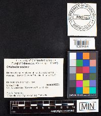 Crinipellis setipes image