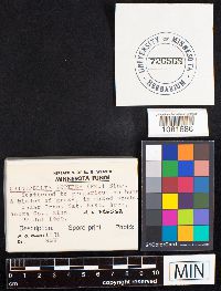 thumbnail image of current specimen