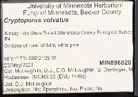 Cryptoporus volvatus image