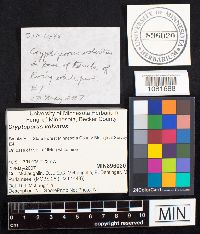 Cryptoporus volvatus image