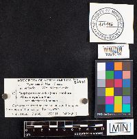 Cryptoporus volvatus image