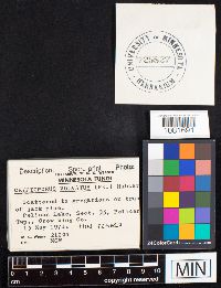 Cryptoporus volvatus image