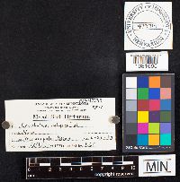 Crucibulum laeve image