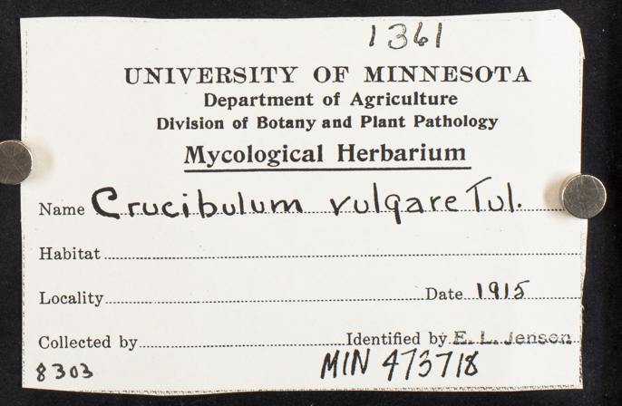 Crucibulum laeve image