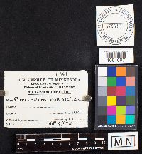 Crucibulum laeve image